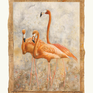 DAP167 - American Flamingo's