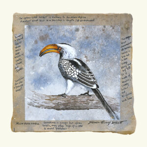 DAP158 - Yellow Billed Hornbill