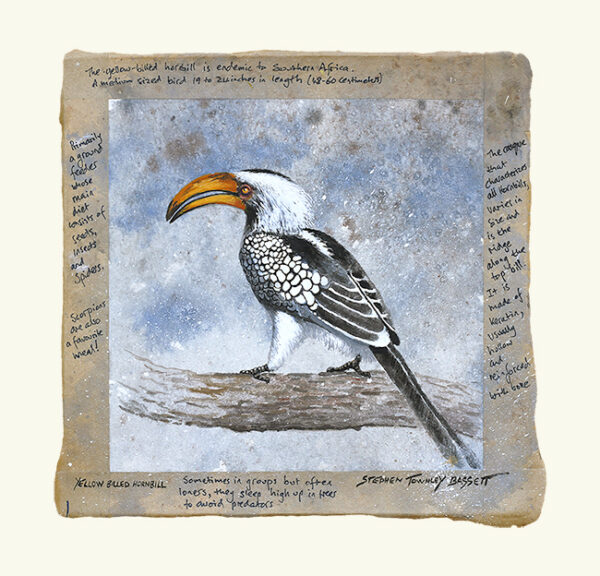 DAP158 - Yellow Billed Hornbill