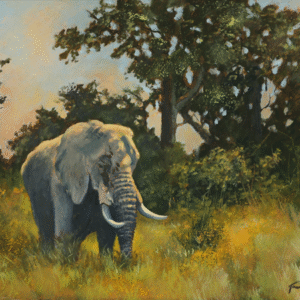 OP 225 - Elephant Bull